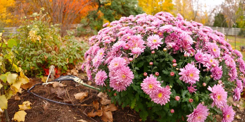 Heat, Drought, and Plant Type Can Delay a Healthy Mum