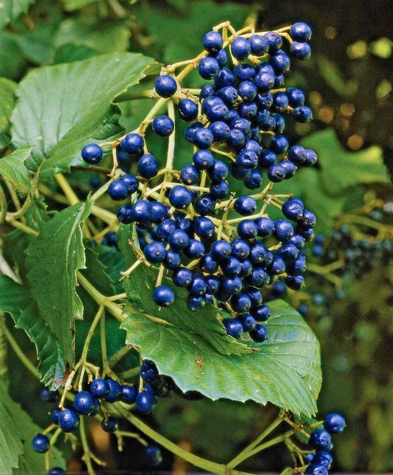 Arrowwood and Nannyberry Viburnum