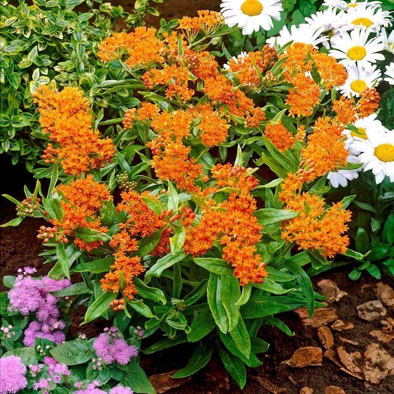 Butterfly Weed (Asclepias tuberosa)