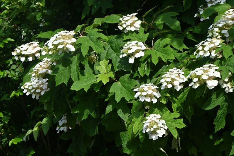 Identify the hydrangea before you decide when to prune