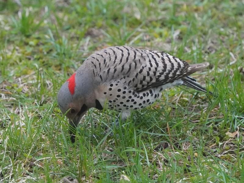 Birds can leave clues without digging a burrow