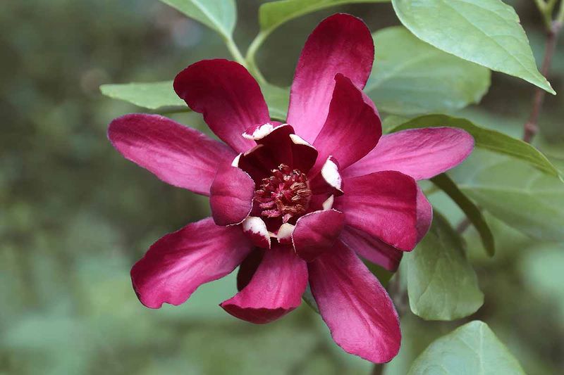 Its spring display combines unusual flowers, form, and variable fragrance