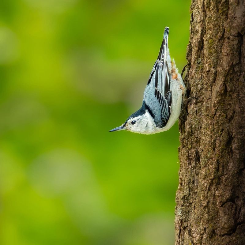 Nuthatches