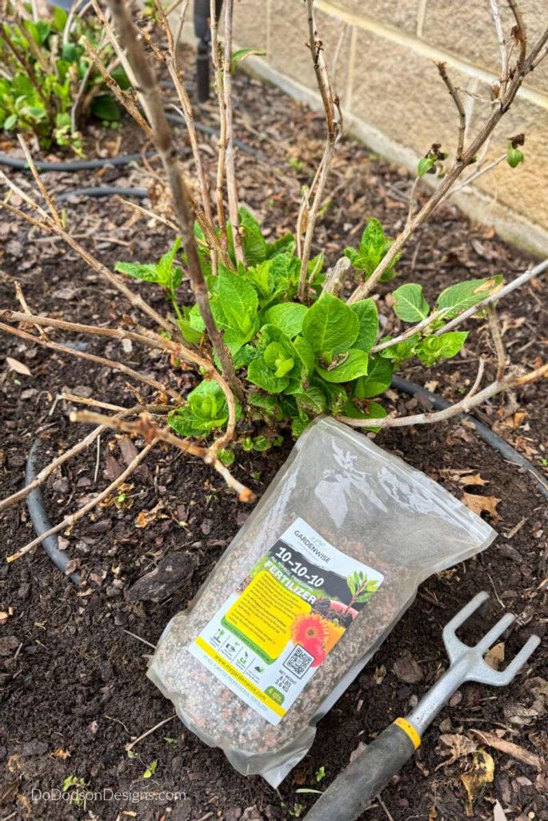 Stop Fertilizing by Late Summer