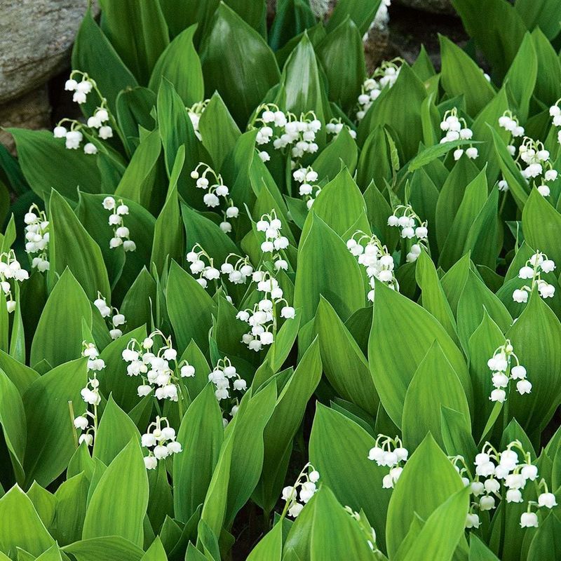 Lily of the Valley (Convallaria)