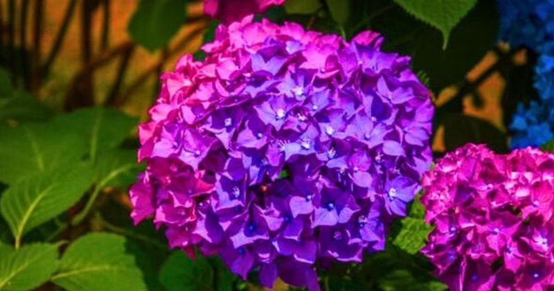 Mulching With Fresh Manure or Rich Compost in Fall