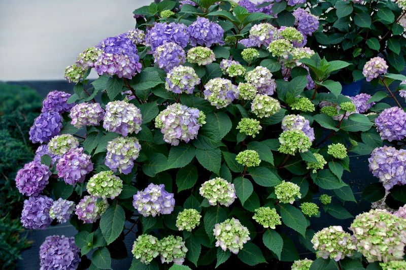 Reblooming cultivars need a separate expectation