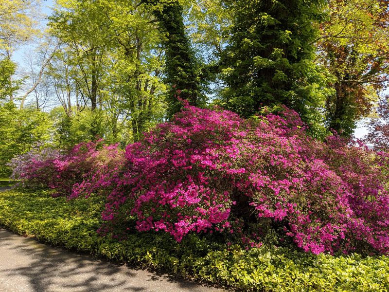 Rhododendrons and Azaleas