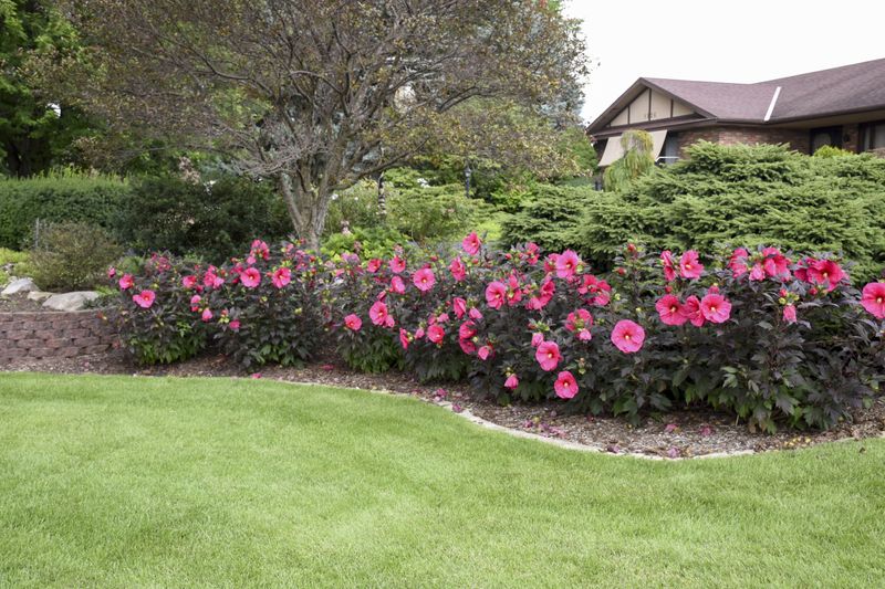 Plan for a tall perennial, not a compact bedding plant