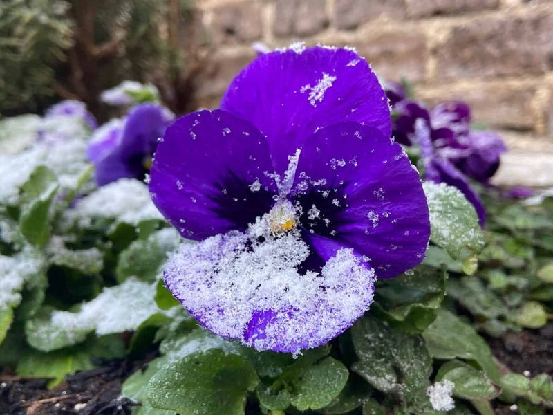 Pansies: Big Faces That Take a Winter Break