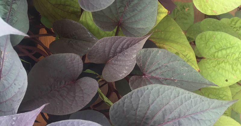 The sweet potato vine is not Irish potato foliage