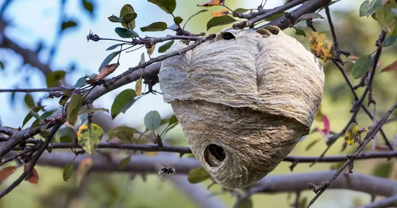 A gray paper nest may belong to a social wasp