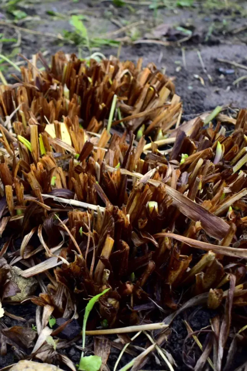 Clean Up Debris Around the Clumps