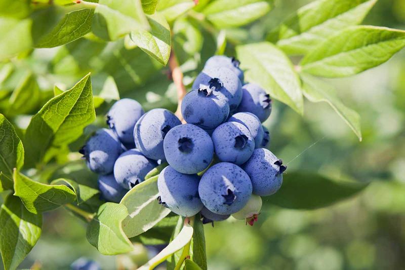 Match the pH target to what you plan to grow