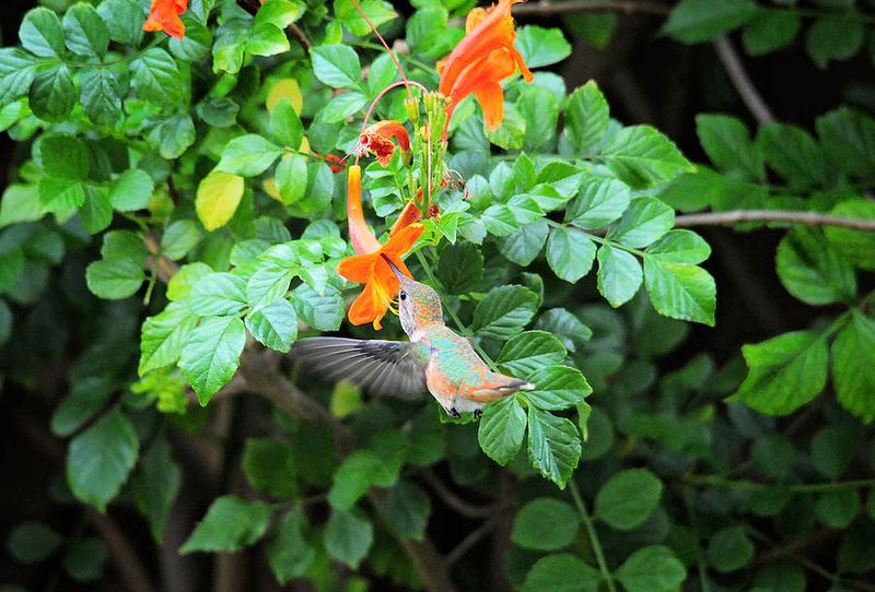 Cape Honeysuckle (Tecoma capensis)