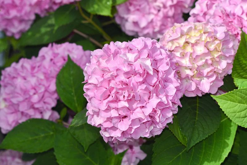 Figure Out Which Hydrangea You Have