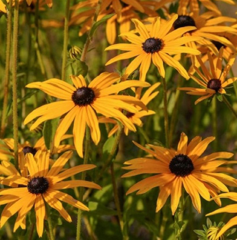Orange Coneflower (Rudbeckia fulgida)