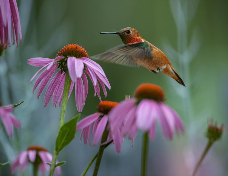 Purple Coneflower (Echinacea purpurea)