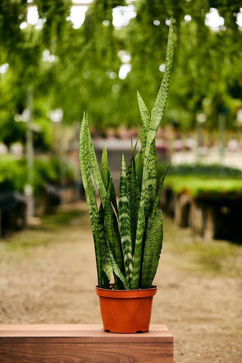 Snake Plant (Dracaena trifasciata)