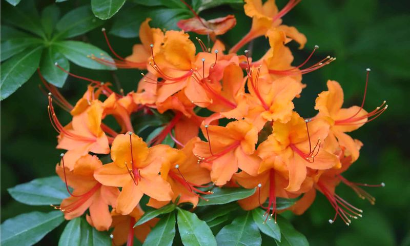 Azalea
