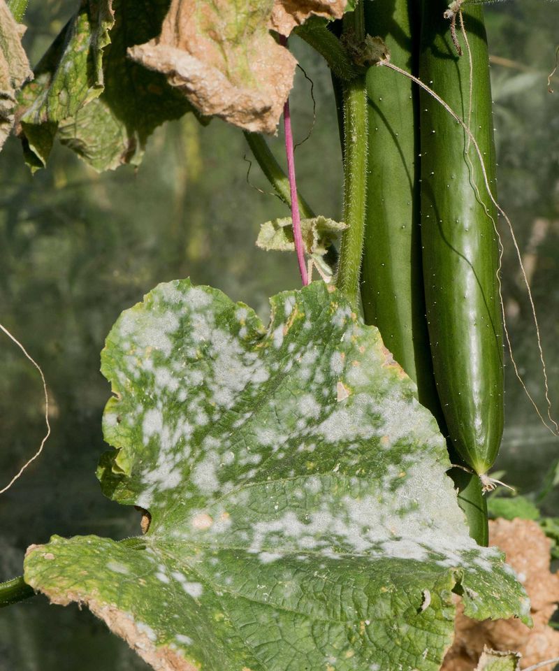 Protect leaves and flowers before problems shorten the harvest