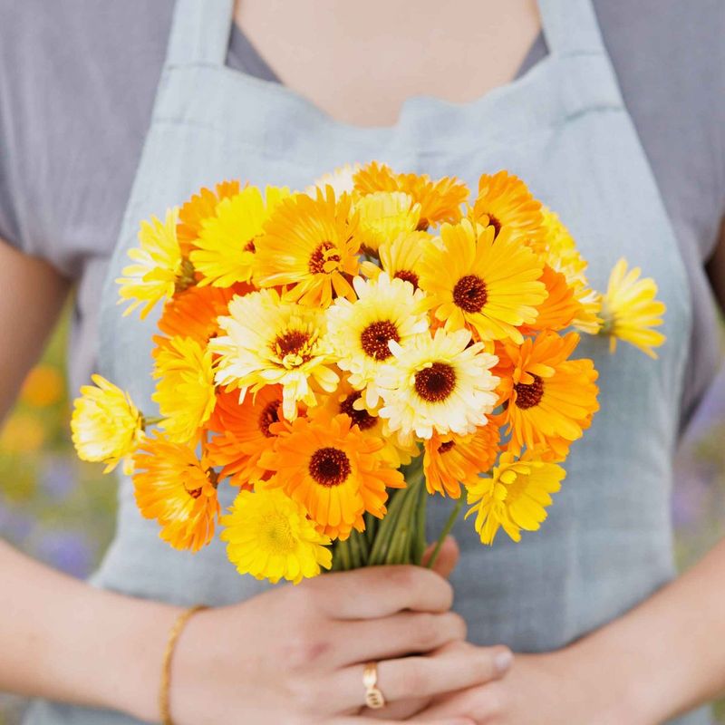 Calendula