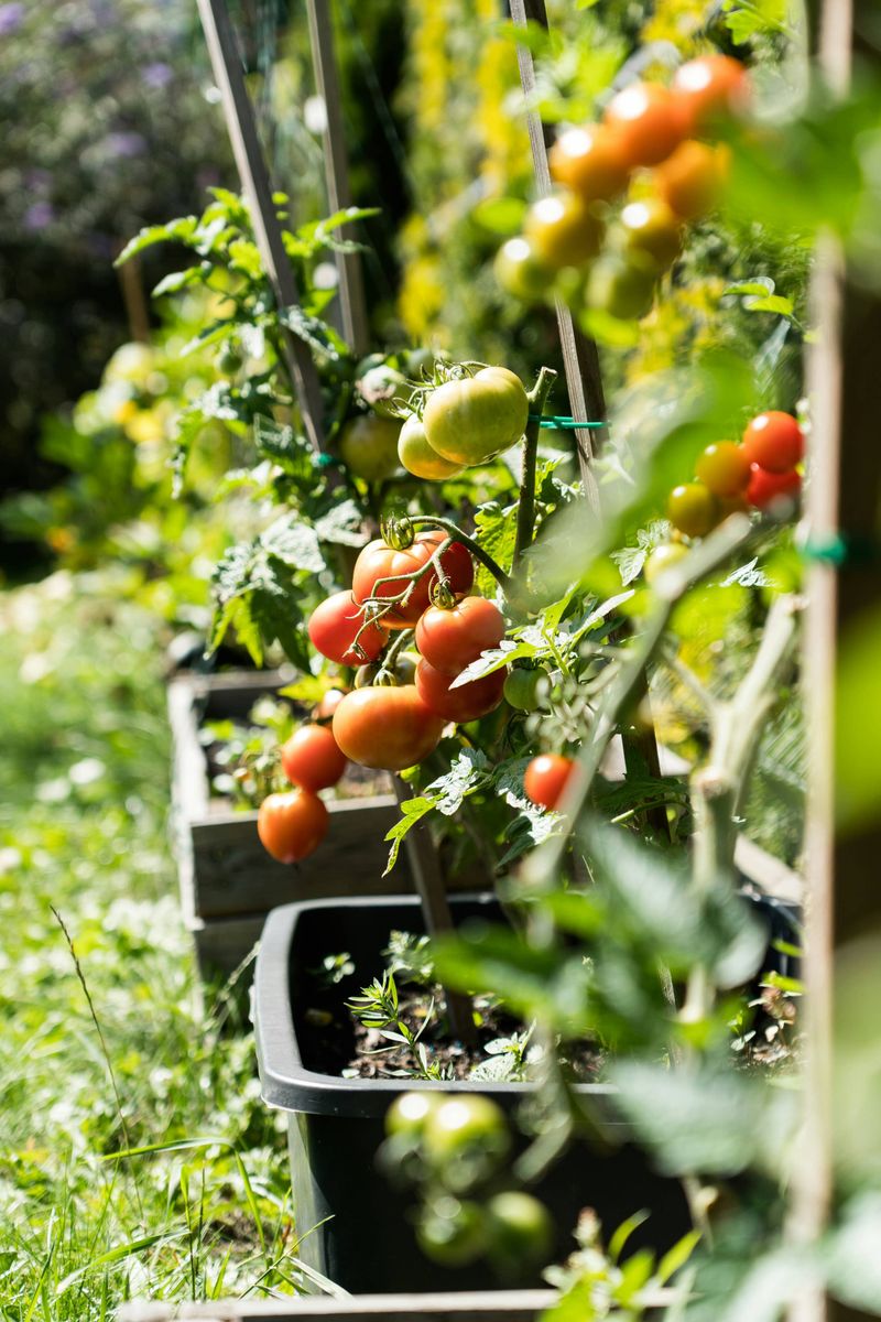 Mid-summer heat can interrupt fruit set before leaves show damage
