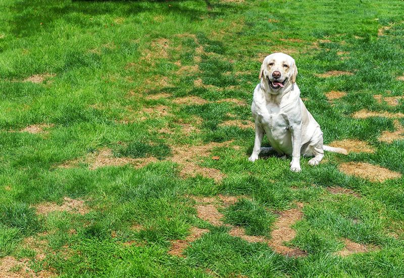 Pet Urine Damage
