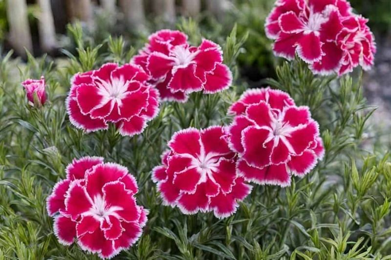 Dianthus