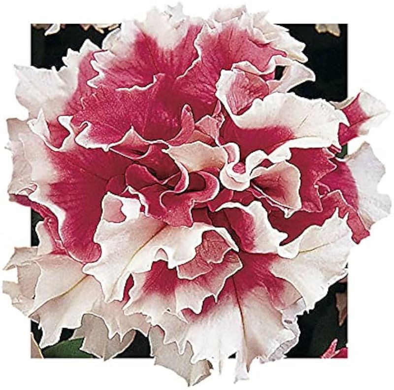 Grandiflora Petunias