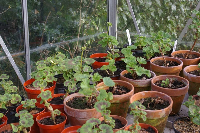 Your “geranium” is usually a Pelargonium