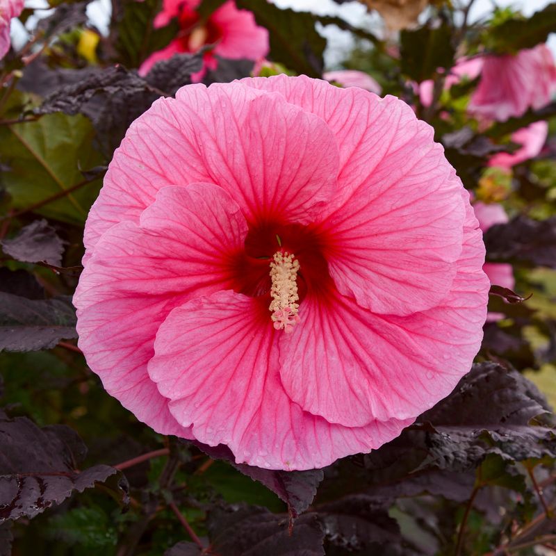 Hardy Hibiscus (Rose Mallow)