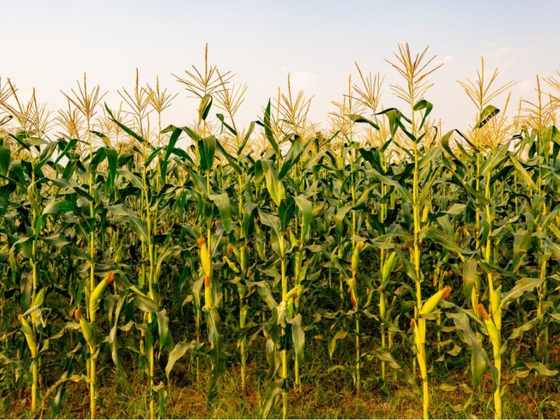Corn