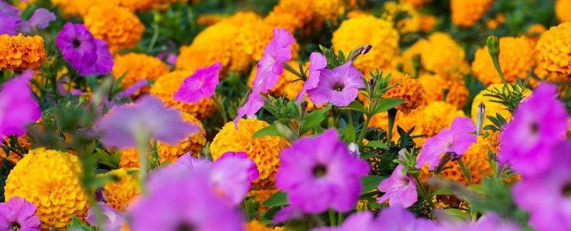 Plant Aromatic Companions to Repel Pests