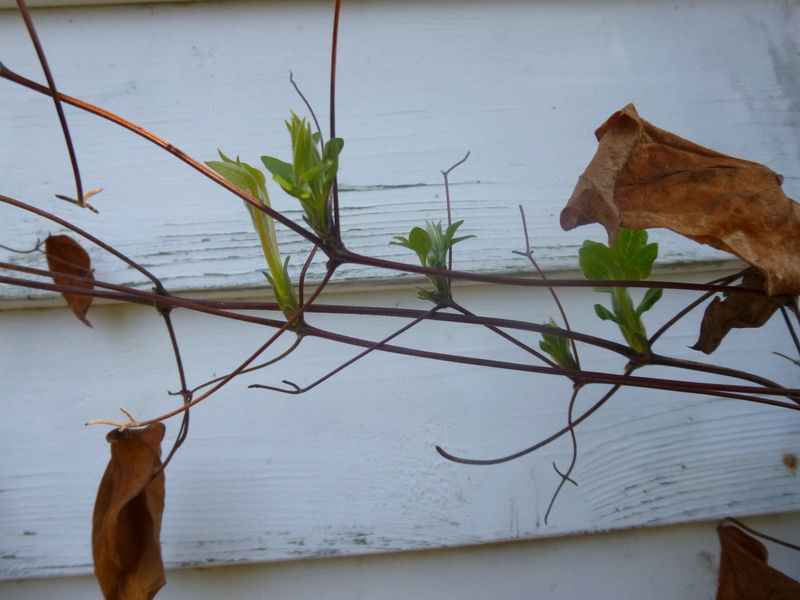 Identify an unknown clematis before making a severe cut