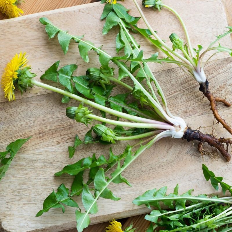 Dandelion is food, not free medicine