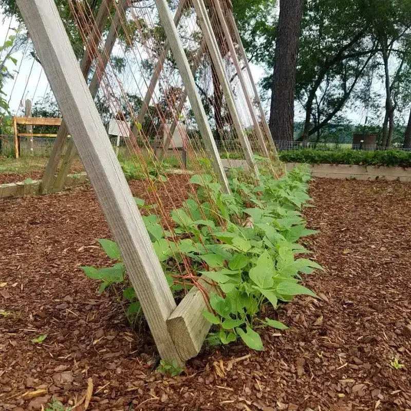 Thin genuinely crowded plants to the right spacing