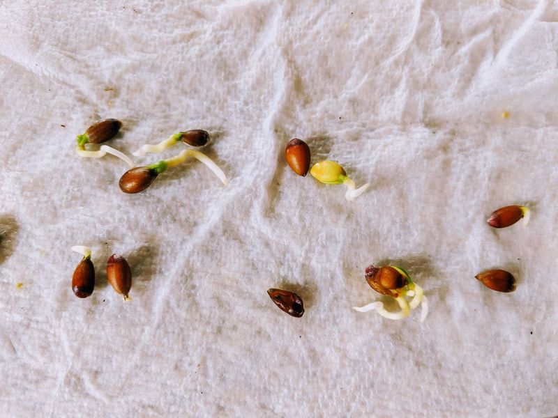 Test uncertain seed before sowing