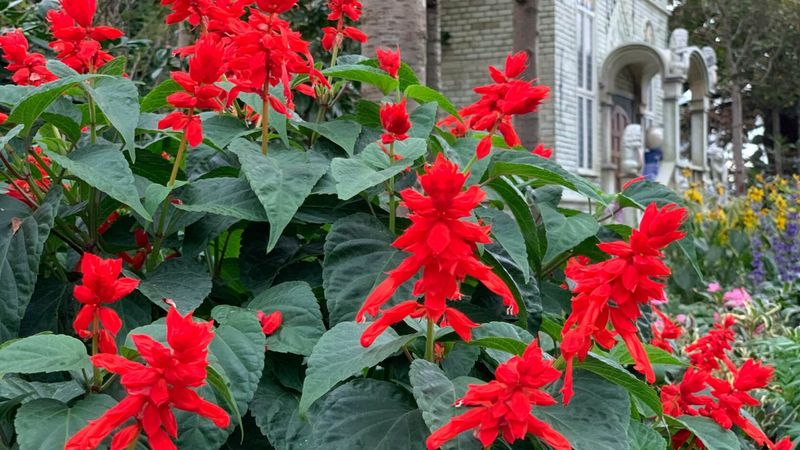 Scarlet Sage (Salvia splendens)