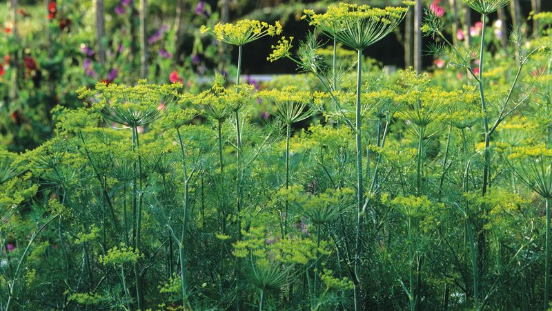 Dill (Once It Matures)
