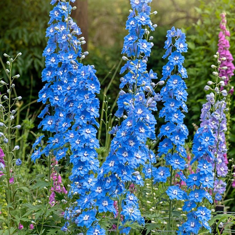Delphinium