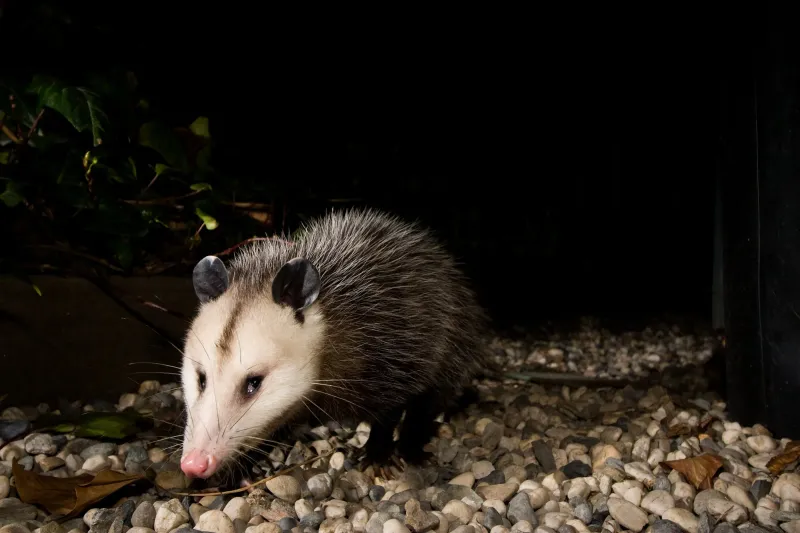 A nighttime sighting is ordinary in North Carolina