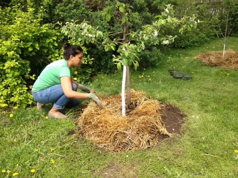 Mulch the Base of In-Ground Trees