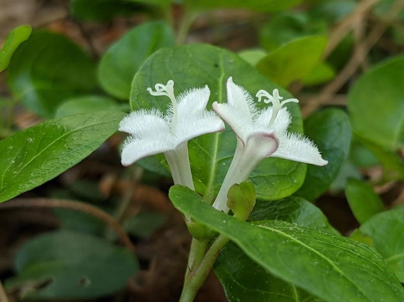 Partridgeberry (Mitchella repens)