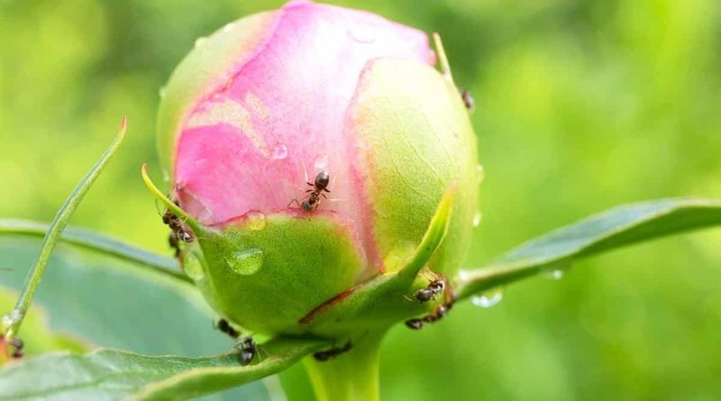 Thyme Cannot Solve Every Peony Problem