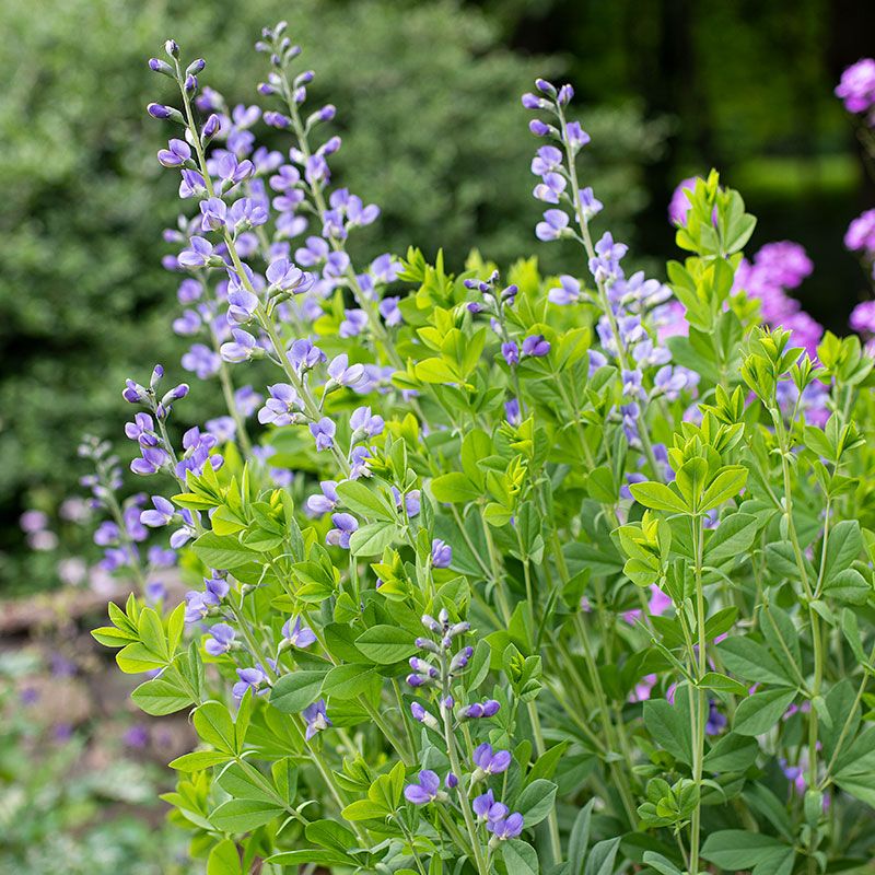 Baptisia (False Indigo)