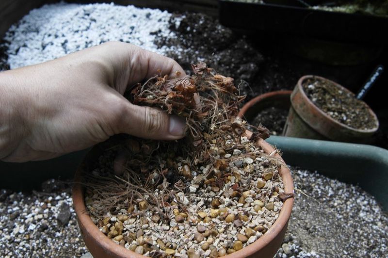 Use Well-Draining Soil And Repot When Root-Bound