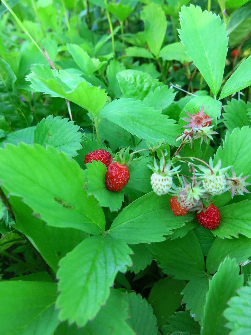 Wild Strawberry (Fragaria virginiana)