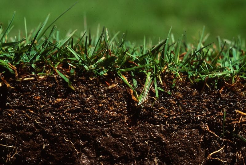 Your Soil Might Be Compacted