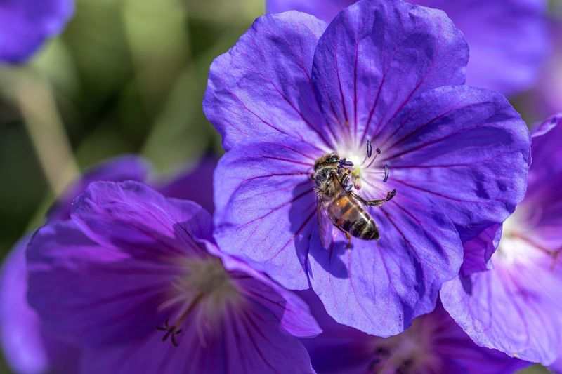 Hardy Geraniums (Cranesbill)
